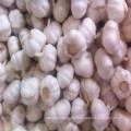 Fresh Jingxia Garlic with Super Quality in Hot Selling